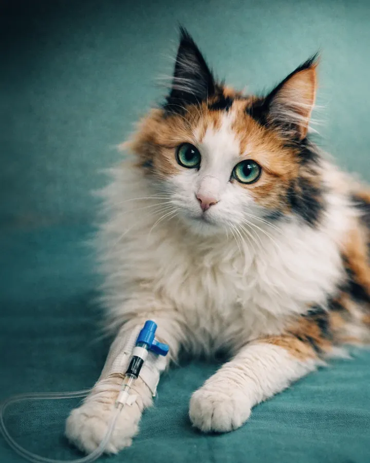 Veterinaria